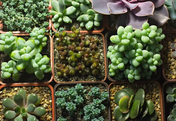 Succulents Raf Vitrin Succulents Ile Çiçekler Satışı Kaktüs — Stok fotoğraf