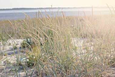 Plaj ve güzel bir bulutlu gökyüzü bitki örtüsü. Karanlık cloudede gökyüzü altında voidokilia plajda kumul bitki örtüsü