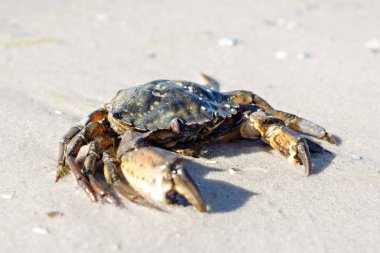 Sahilde deniz Yengeç.
