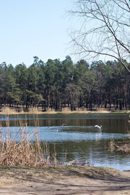 İlkbaharda ormandaki göl.