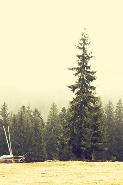 Krajobraz Górach Mgle Karpat Szczytach Drzewa Znikają Mgły — Zdjęcie stockowe