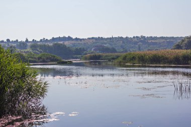 Orman göl üzerinde bekletin. Sabahın erken saatlerinde Balık tutma gölün kıyıdan görüntülemek