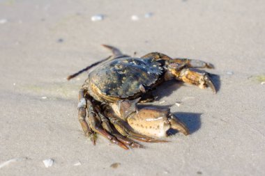 Sahilde deniz Yengeç.