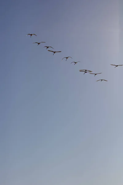 Labutě Létat Obloze Tundra Labutě Letu — Stock fotografie