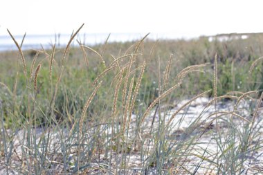 Plaj ve güzel bir bulutlu gökyüzü bitki örtüsü. Karanlık cloudede gökyüzü altında voidokilia plajda kumul bitki örtüsü