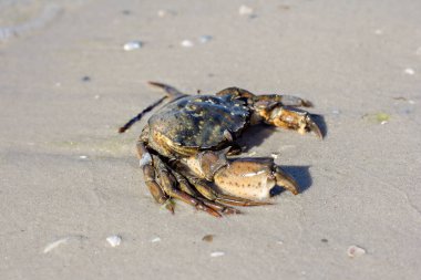 Sahilde deniz Yengeç.