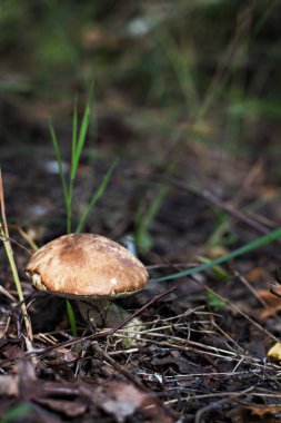 Ormanda mantar çörek. turuncu-cap çörek mantar