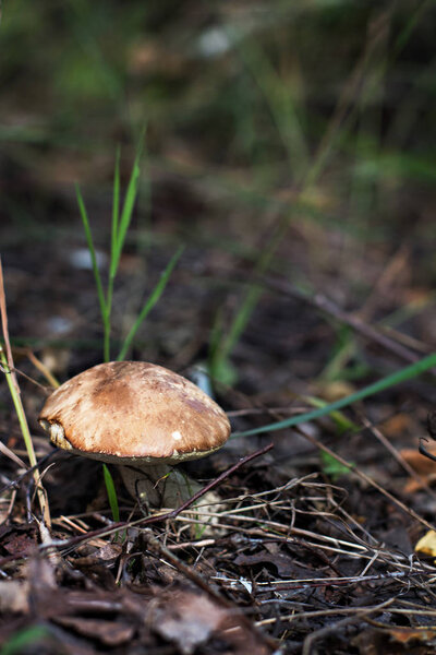 Mushroom boletus in the forest. orange-cap boletus mushrooms
