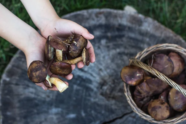 Forest Mushrooms Forest Mushrooms Basket Hands Hold Mushrooms Card Autumn — Stock Photo, Image