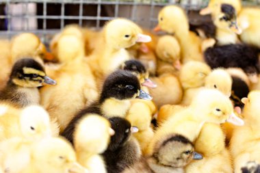 Küçük ördek yavrusu bir kafeste. Küçük ördek yavrusu, kafeste kuşlar kalabalık toplandı. Genç kuşlar mağaza satış için bir tavuk çiftliğinde. Endüstriyel Tavukçuluk küçük Ziraat