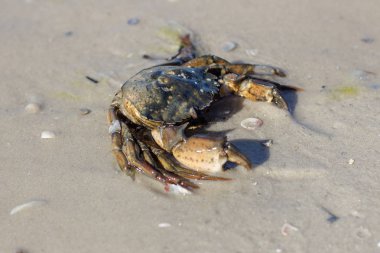 Sahilde deniz Yengeç.