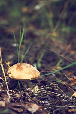 Ormanda mantar çörek. turuncu-cap çörek mantar