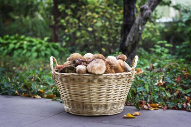 Mantar sepetle. Mantar sepeti.