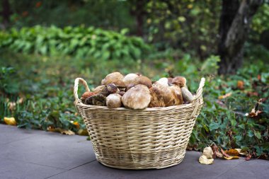 Mantar sepetle. Mantar sepeti.