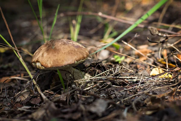 Ormanda mantar çörek. turuncu-cap çörek mantar