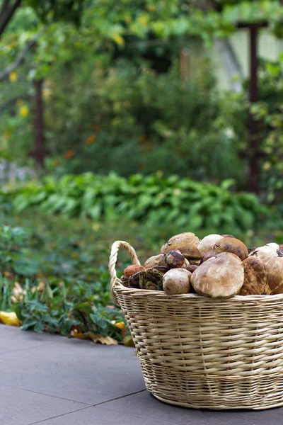 Korb Mit Pilzen Korb Mit Pilzen — Stockfoto