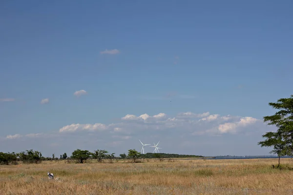 Sommerlandschaft Feld Wald Der Ferne Himmel Mit Wolken — Stockfoto