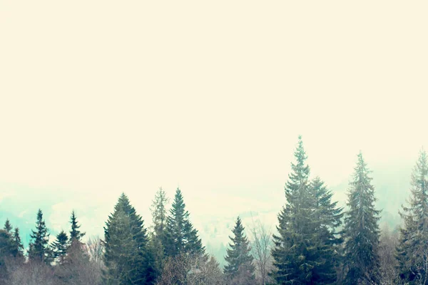 Landschaft Den Bergen Nebel Karpaten Die Wipfel Der Bäume Ragen — Stockfoto