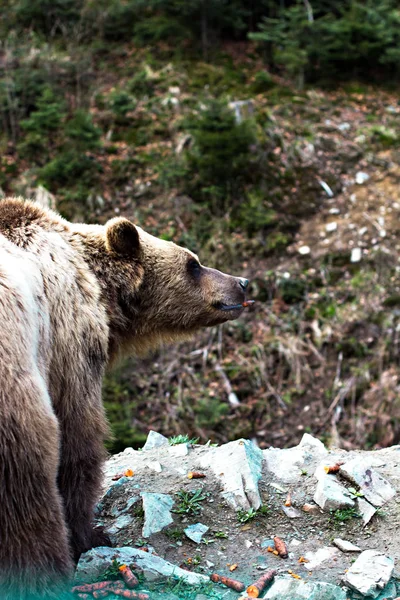 Medvědi Přírodě — Stock fotografie