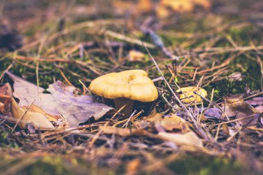 Mantar Cantharellus cibarius ormana doğru büyür. Ormandaki yaprakları altında Cantharellus Cibarius mantar yetişir. Mantar toplama ve gıda hazırlama. 