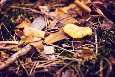 Mantar Cantharellus cibarius ormana doğru büyür. Ormandaki yaprakları altında Cantharellus Cibarius mantar yetişir. Mantar toplama ve gıda hazırlama. 
