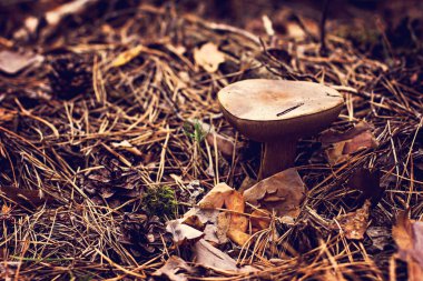 Lehçe mantar ormanda büyür. Sonbahar sahne mantar.