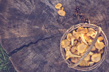 Mantar Cantharellus cibarius sepet. Ham vahşi chanterelles dereotu ahşap arka plan ile sepet içinde mantar. Yabani mantar ile kompozisyon