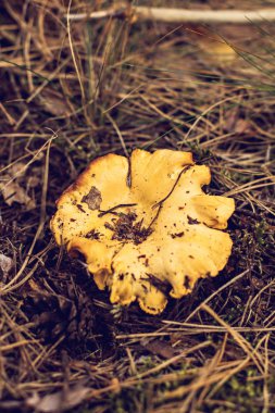 Mantar Cantharellus cibarius ormana doğru büyür. Ormandaki yaprakları altında Cantharellus Cibarius mantar yetişir. Mantar toplama ve gıda hazırlama. 