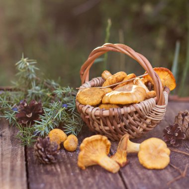 Mantar Cantharellus cibarius sepet. Ham vahşi chanterelles dereotu ahşap arka plan ile sepet içinde mantar. Yabani mantar ile kompozisyon