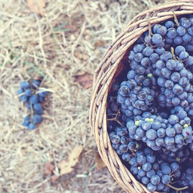Sepet içinde karanlık üzüm. Üzüm hasat. Kırmızı şarap üzüm. koyu mavi üzüm, şarap üzüm bir sepet içinde.