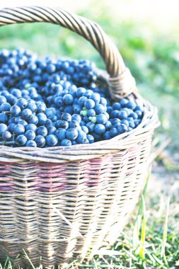 Sepet içinde karanlık üzüm. Üzüm hasat. Kırmızı şarap üzüm. koyu mavi üzüm, şarap üzüm bir sepet içinde.