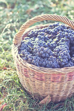 Sepet içinde karanlık üzüm. Üzüm hasat. Kırmızı şarap üzüm. koyu mavi üzüm, şarap üzüm bir sepet içinde.