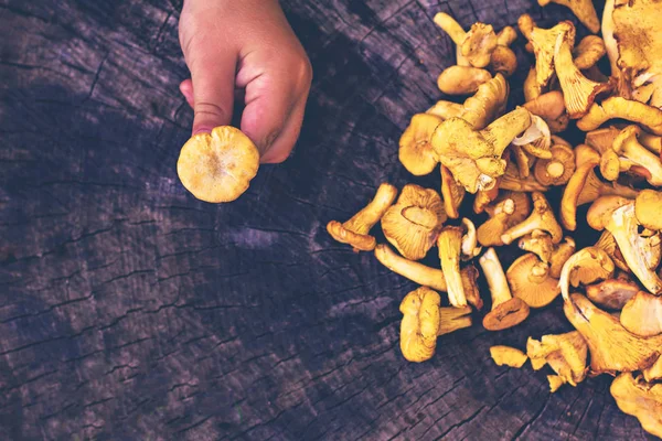 Hände Die Pfifferlinge Halten Rohe Champignons Pfifferlinge Korb Mit Dill — Stockfoto