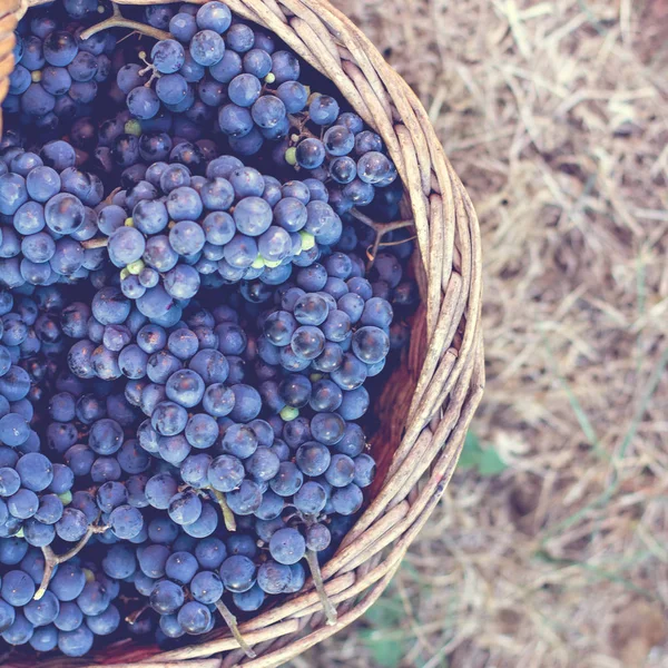 Raisins Foncés Dans Panier Récolte Raisins Raisins Vin Rouge Raisins — Photo