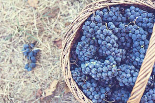 Mörka Druvor Korg Grape Skörd Rött Vin Druvor Mörk Blå — Stockfoto