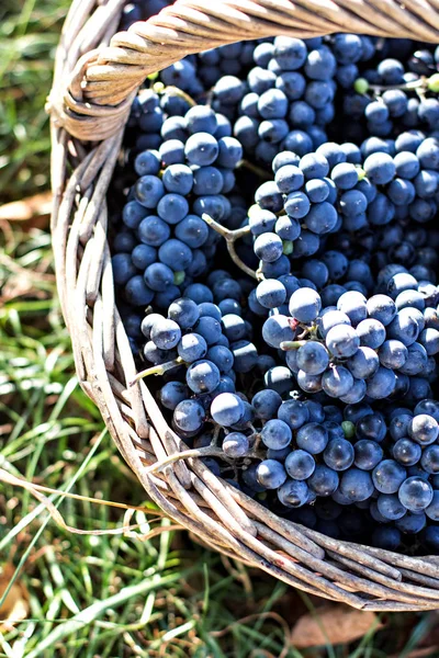 Dunkle Trauben Einem Korb Weinlese Rotweintrauben Dunkle Trauben Blaue Trauben — Stockfoto