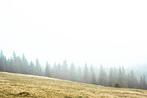 Landschap Bergen Mist Karpaten Toppen Van Bomen Steken Uit Mist — Stockfoto