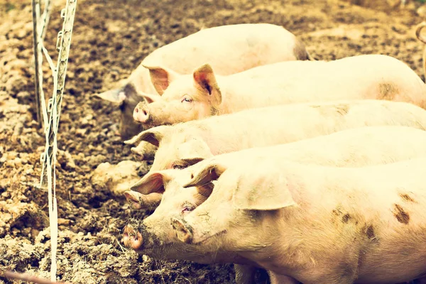 ファームの豚 養豚場に幸せな豚 — ストック写真
