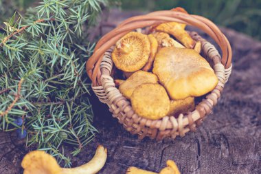 Mantar Cantharellus cibarius sepet. Ham vahşi chanterelles dereotu ahşap arka plan ile sepet içinde mantar. Yabani mantar ile kompozisyon