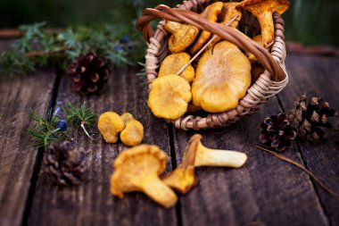 Mantar Cantharellus cibarius sepet. Ham vahşi chanterelles dereotu ahşap arka plan ile sepet içinde mantar. Yabani mantar ile kompozisyon