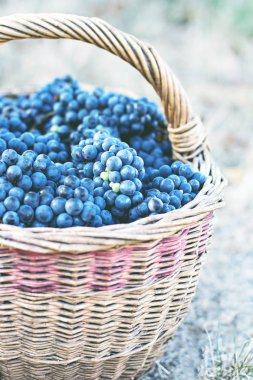 Sepet içinde karanlık üzüm. Üzüm hasat. Kırmızı şarap üzüm. koyu mavi üzüm, şarap üzüm bir sepet içinde.