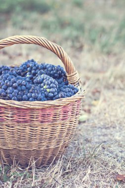 Sepet içinde karanlık üzüm. Üzüm hasat. Kırmızı şarap üzüm. koyu mavi üzüm, şarap üzüm bir sepet içinde.