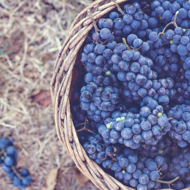 Sepet içinde karanlık üzüm. Üzüm hasat. Kırmızı şarap üzüm. koyu mavi üzüm, şarap üzüm bir sepet içinde.