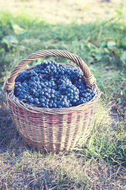 Sepet içinde karanlık üzüm. Üzüm hasat. Kırmızı şarap üzüm. koyu mavi üzüm, şarap üzüm bir sepet içinde.