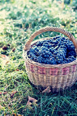 Sepet içinde karanlık üzüm. Üzüm hasat. Kırmızı şarap üzüm. koyu mavi üzüm, şarap üzüm bir sepet içinde.