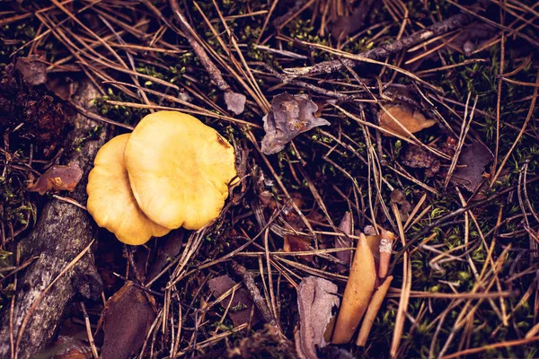Mushroom Chanterelle Grows Forest Cantharellus Cibarius Mushroom Grows Leaves Forest — Stock Photo, Image