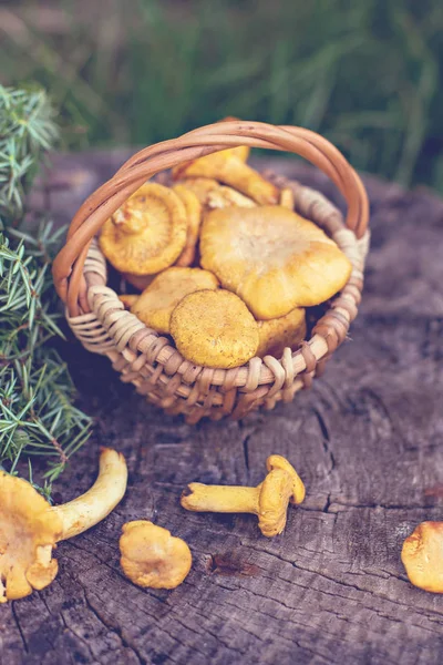 Paddestoelen Hanenkam Mand Ruwe Wilde Paddestoelen Cantharellen Mand Met Dille — Stockfoto