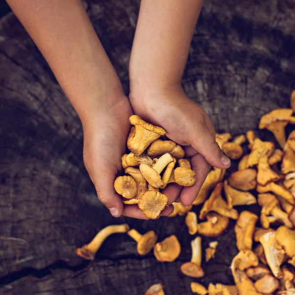 Hände Die Pfifferlinge Halten Rohe Champignons Pfifferlinge Korb Mit Dill — Stockfoto