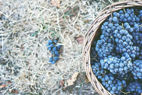 Dunkle Trauben Einem Korb Weinlese Rotweintrauben Dunkelblaue Trauben Weintrauben Einem — Stockfoto