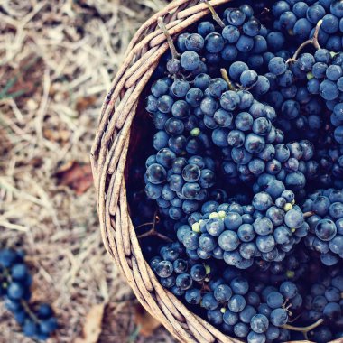 Sepet içinde karanlık üzüm. Üzüm hasat. Kırmızı şarap üzüm. koyu mavi üzüm, şarap üzüm bir sepet içinde.